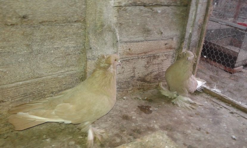  - URIASI MAGHIARI 2017