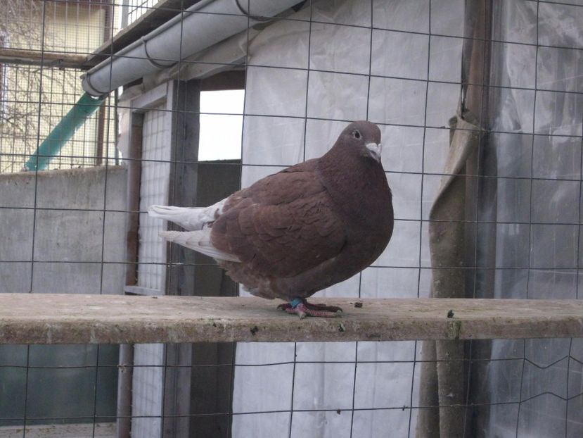  - VOIAJOR STANDARD FEMELE PENTRU 2018