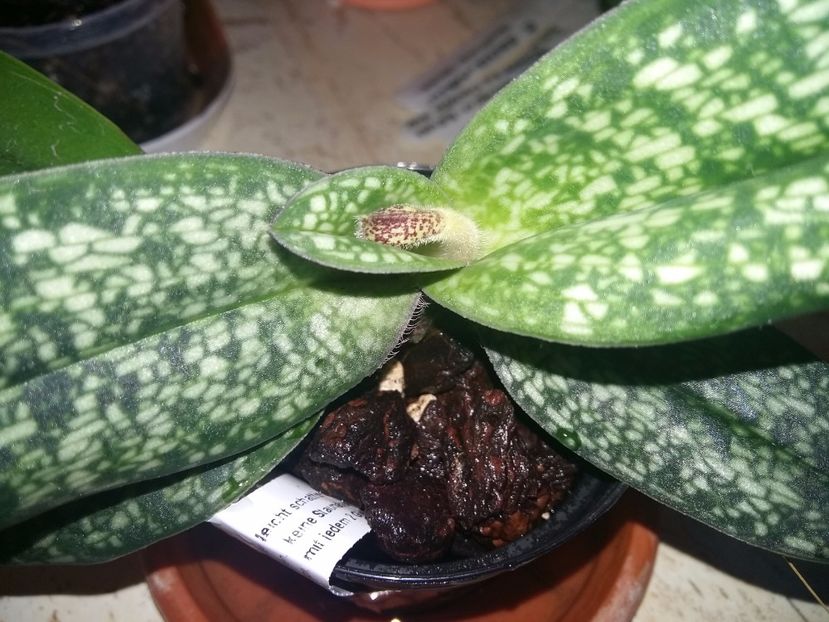  - Paphiopedilum