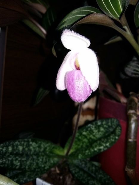  - Paphiopedilum