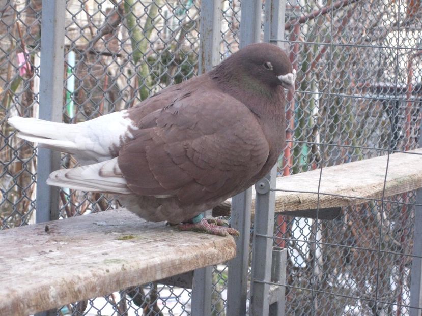  - MASCULI STANDARD PT 2018