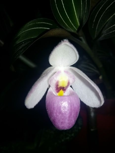  - Paphiopedilum