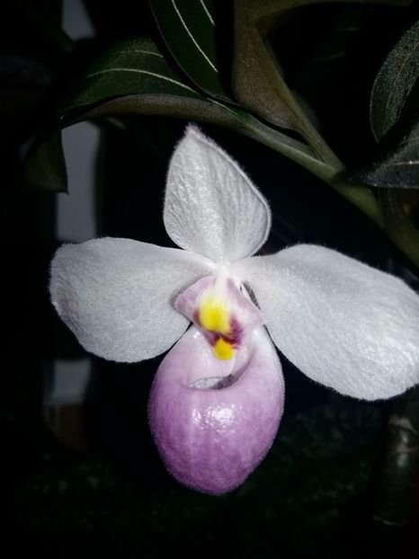  - Paphiopedilum