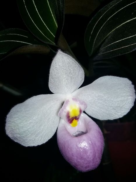  - Paphiopedilum