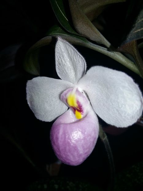  - Paphiopedilum