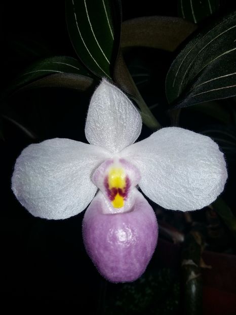  - Paphiopedilum