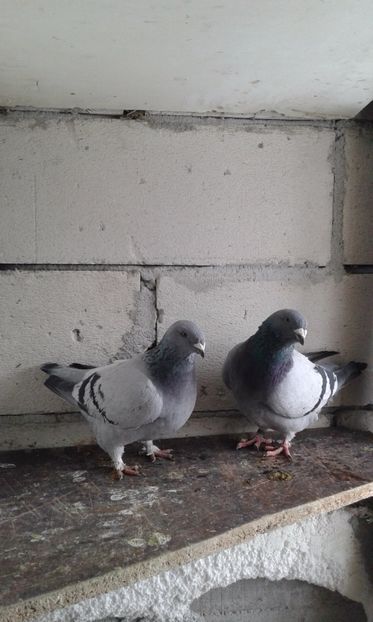  - Cuci -Albastri- Matca 2018