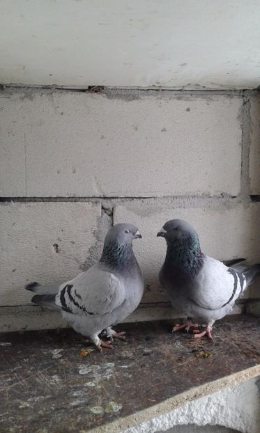  - Cuci -Albastri- Matca 2018