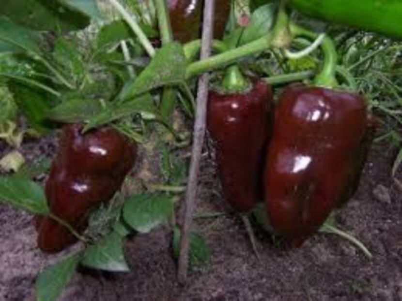  - SEMINTE ARDEI - A 10 MARON SWEET CHOCOLATE