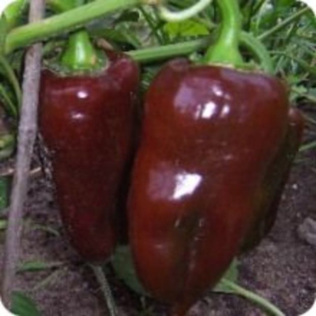  - SEMINTE ARDEI - A 10 MARON SWEET CHOCOLATE