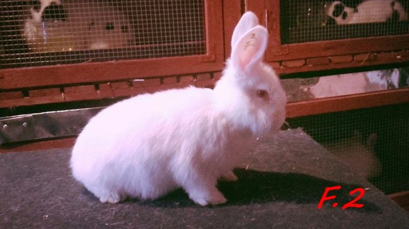 vandut - tineret neo