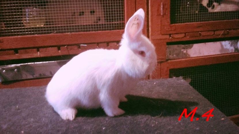 vandut - tineret neo