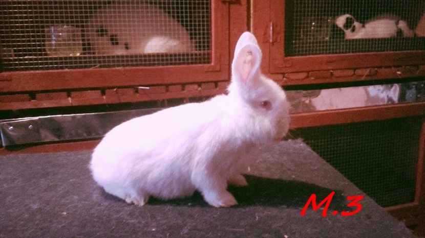 vandut - tineret neo