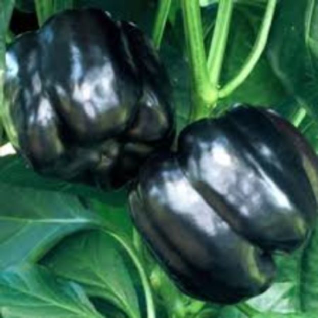  - SEMINTE ARDEI - A 07 NEGRU ANDROMEDA