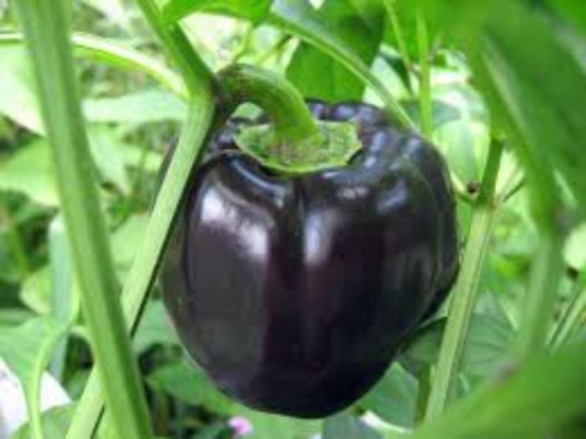  - SEMINTE ARDEI - A 07 NEGRU ANDROMEDA