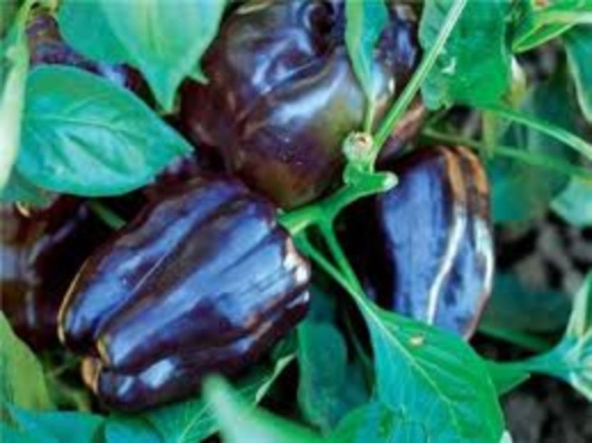  - SEMINTE ARDEI - A 07 NEGRU ANDROMEDA