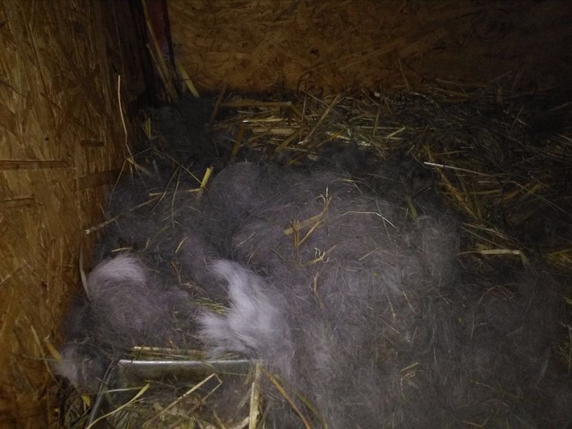 cuib ugg -6.02.2017 - Cuib ugg fem 1-2017