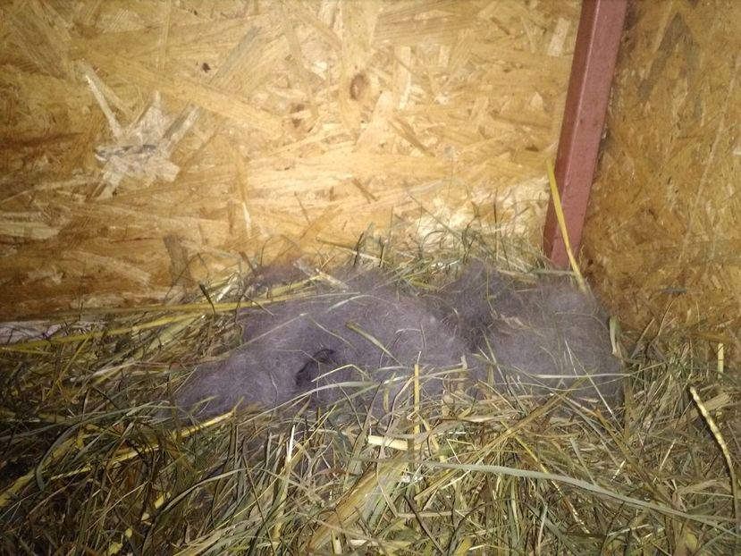 cuib ugg -6.02.2017 - Cuib ugg fem 2-2017