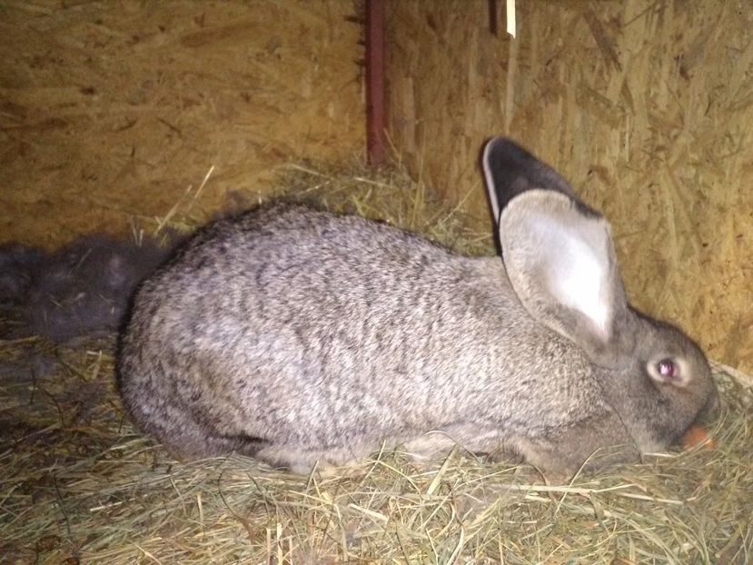 fem 3 - Cuib ugg fem 3-2017