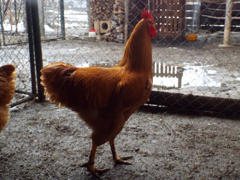  - 3 Plymouth rock buff 2014-2022 arhiva