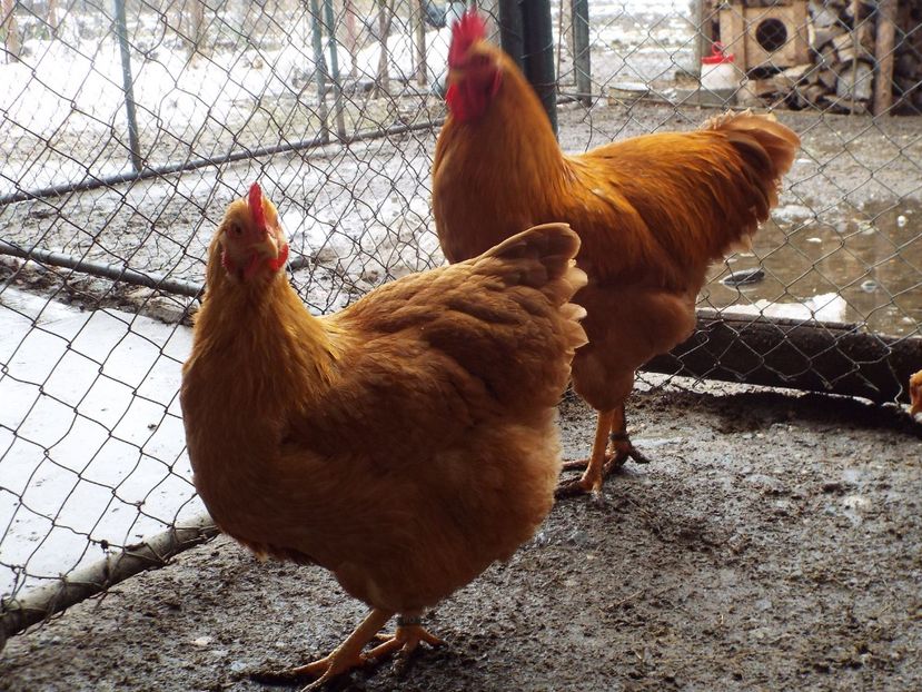  - 3 Plymouth rock buff 2014-2022 arhiva