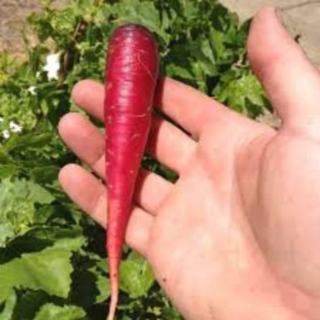 50 seminte - 5 lei - SEMINTE MORCOV ROSU - ATOMIC RED