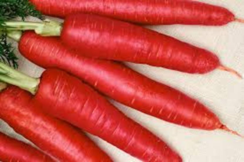  - SEMINTE MORCOV ROSU - ATOMIC RED