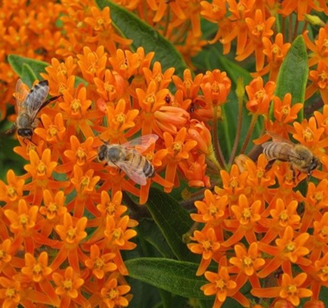Asclepias tuberosa (iarba fluturilor, ceara albinelor) - ACASA-De vinzare-Flori-Arbusti-Seminte 2017