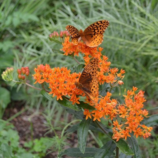 Asclepias tuberosa (iarba fluturilor, ceara albinelor) - 7 seminte - 5 RON - ACASA-De vinzare-Flori-Arbusti-Seminte 2017