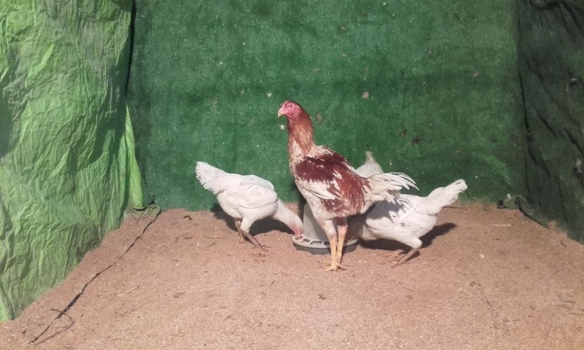  - combatant  malaezian 2017