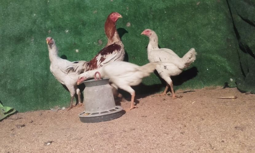  - combatant  malaezian 2017