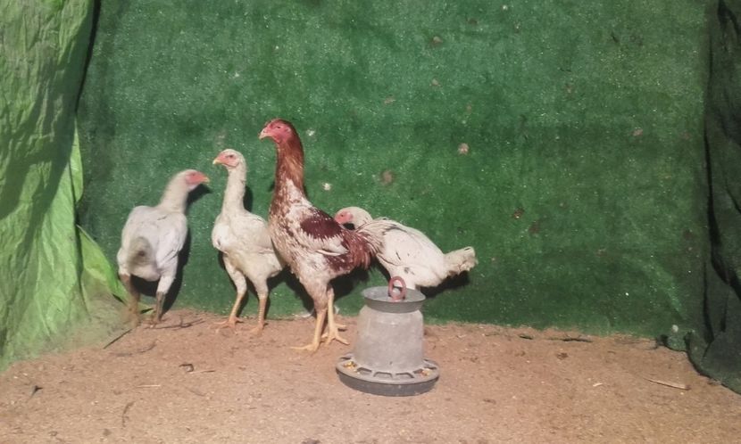  - combatant  malaezian 2017