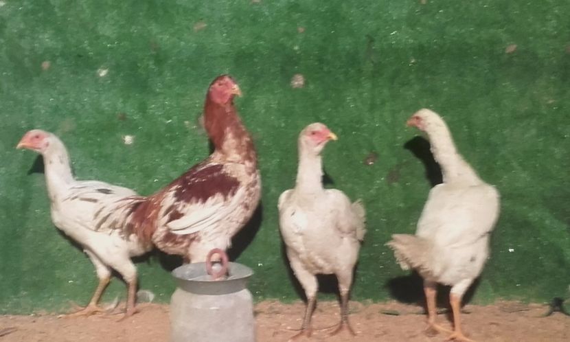  - combatant  malaezian 2017