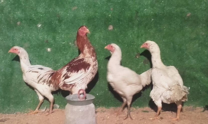  - combatant  malaezian 2017