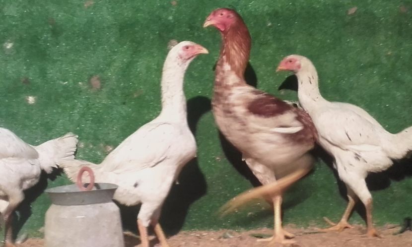  - combatant  malaezian 2017