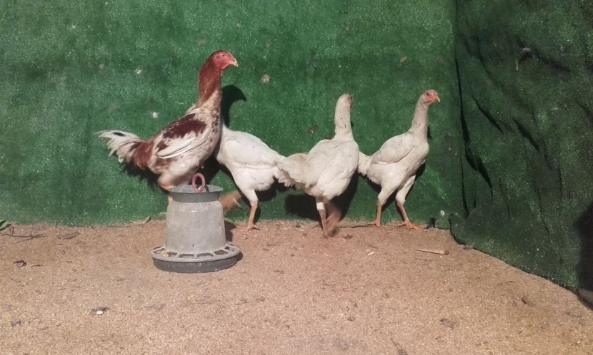  - combatant  malaezian 2017