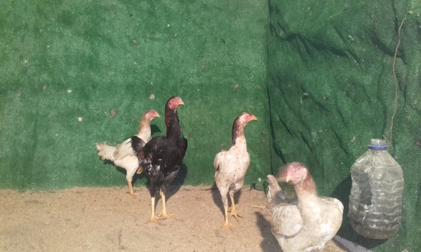  - combatant  malaezian 2017