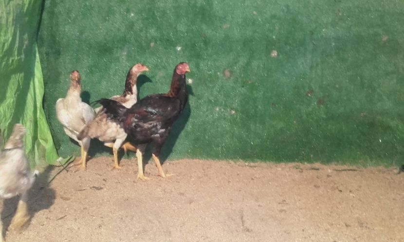  - combatant  malaezian 2017