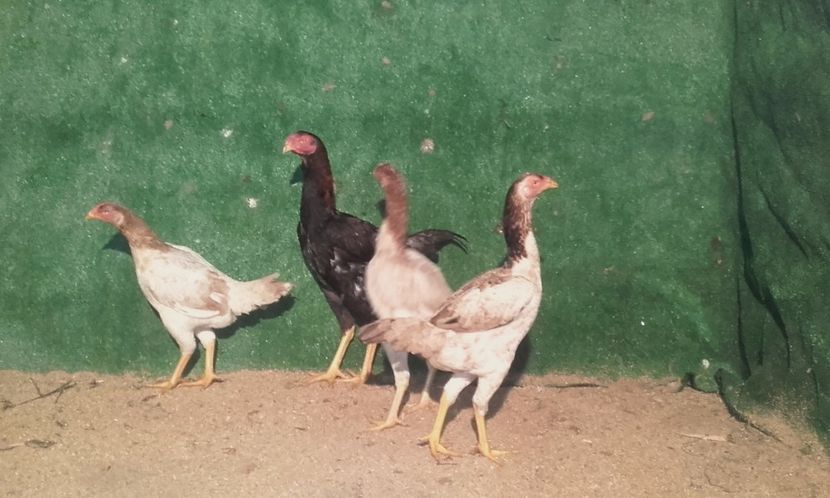  - combatant  malaezian 2017