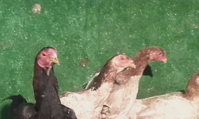  - combatant  malaezian 2017