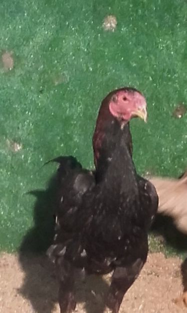  - combatant  malaezian 2017