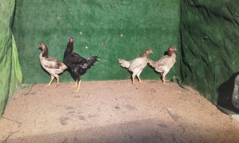  - combatant  malaezian 2017