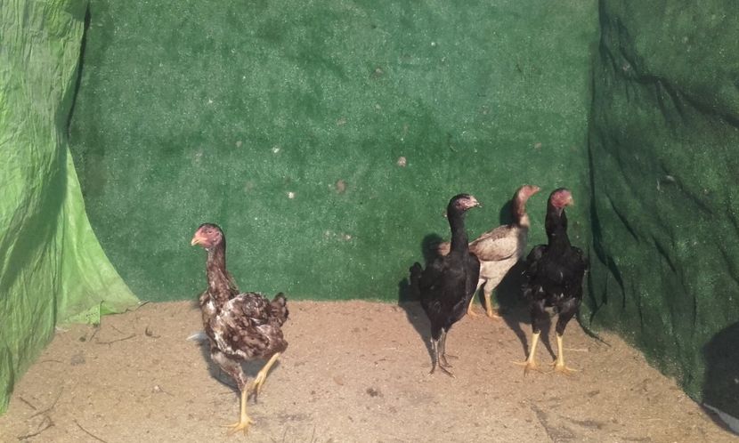  - combatant  malaezian 2017