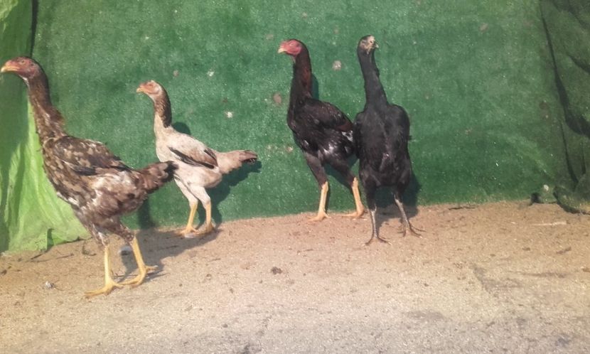  - combatant  malaezian 2017