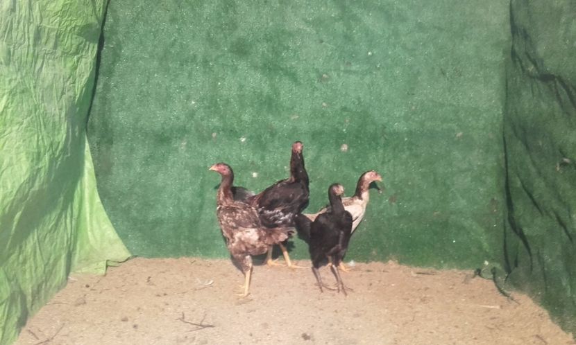  - combatant  malaezian 2017