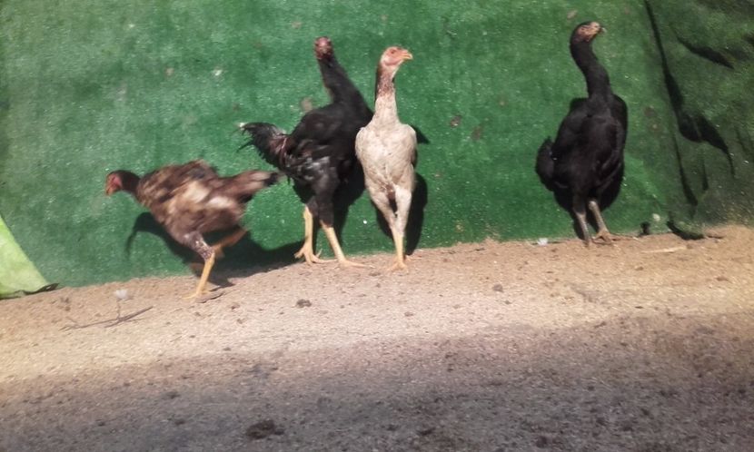  - combatant  malaezian 2017