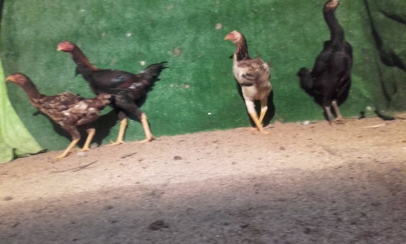  - combatant  malaezian 2017