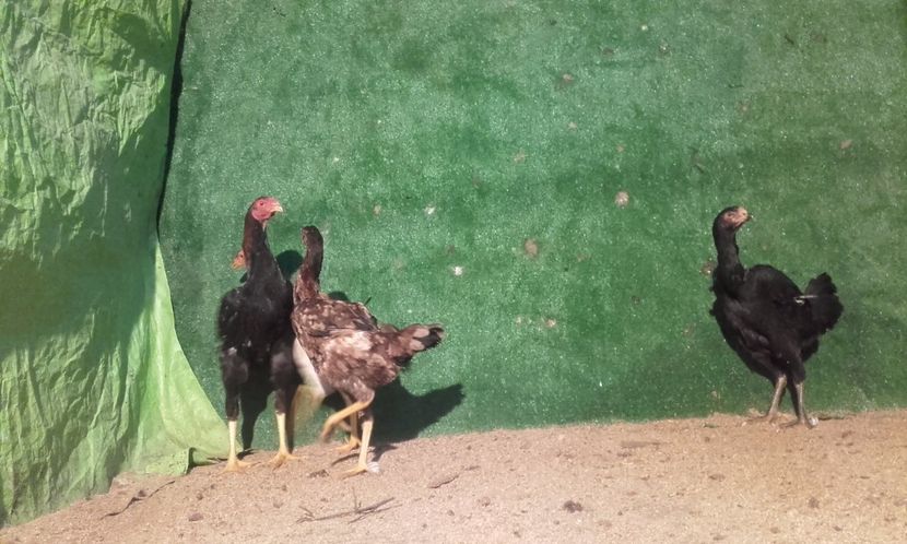  - combatant  malaezian 2017