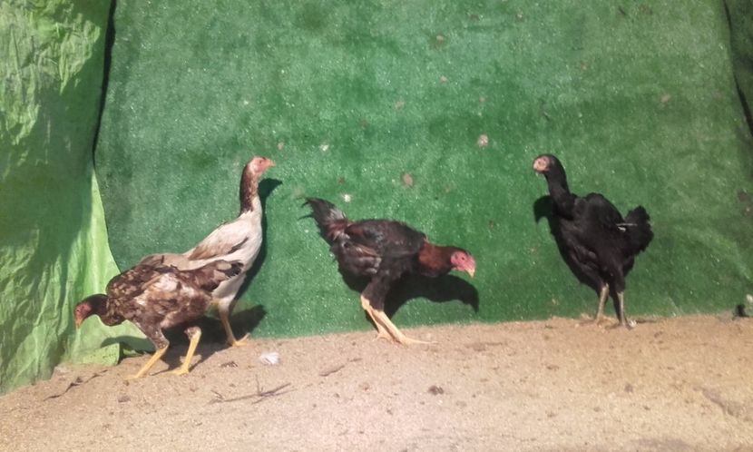  - combatant  malaezian 2017