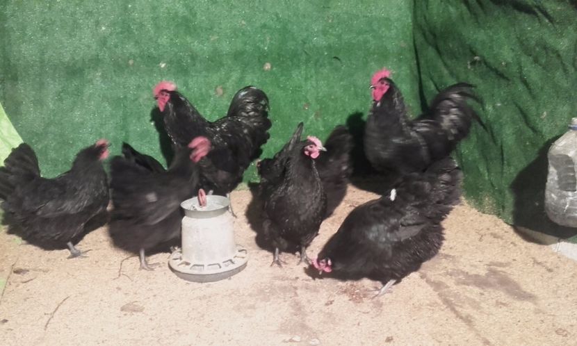  - australorp 2017